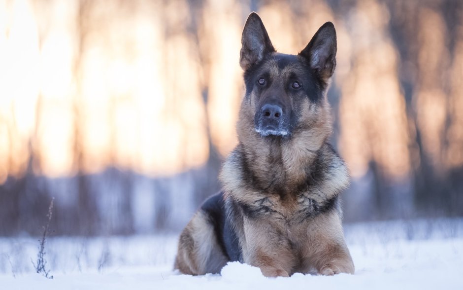 Малинуа серая