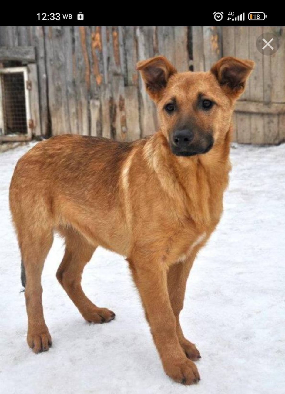 Немецкая овчарка короткошерстная светлая