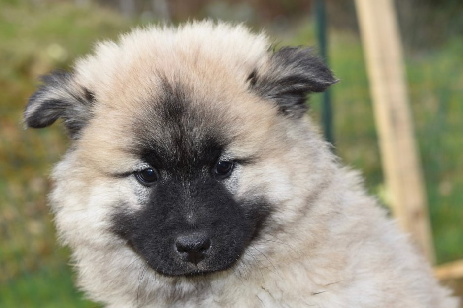 Немецкая овчарка