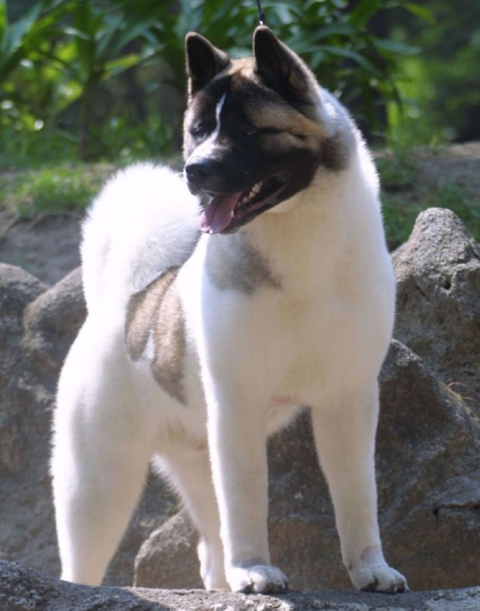 Северная немецкая овчарка