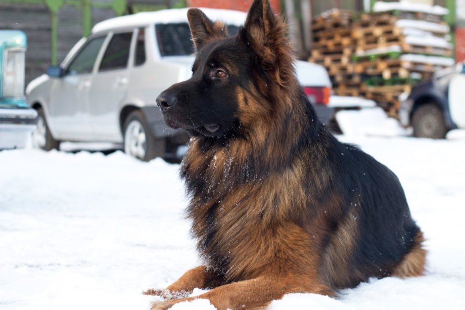 Богемская овчарка рыжая
