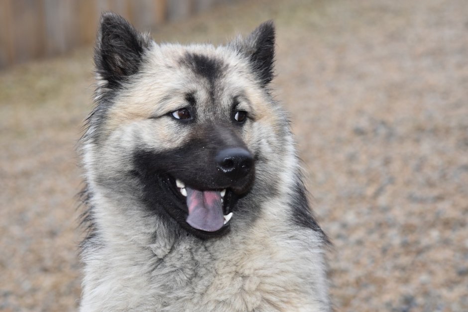 Рост немецкой овчарки