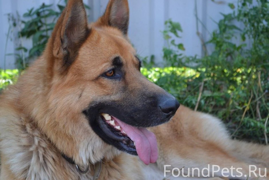 Немецкая овчарка Вольф