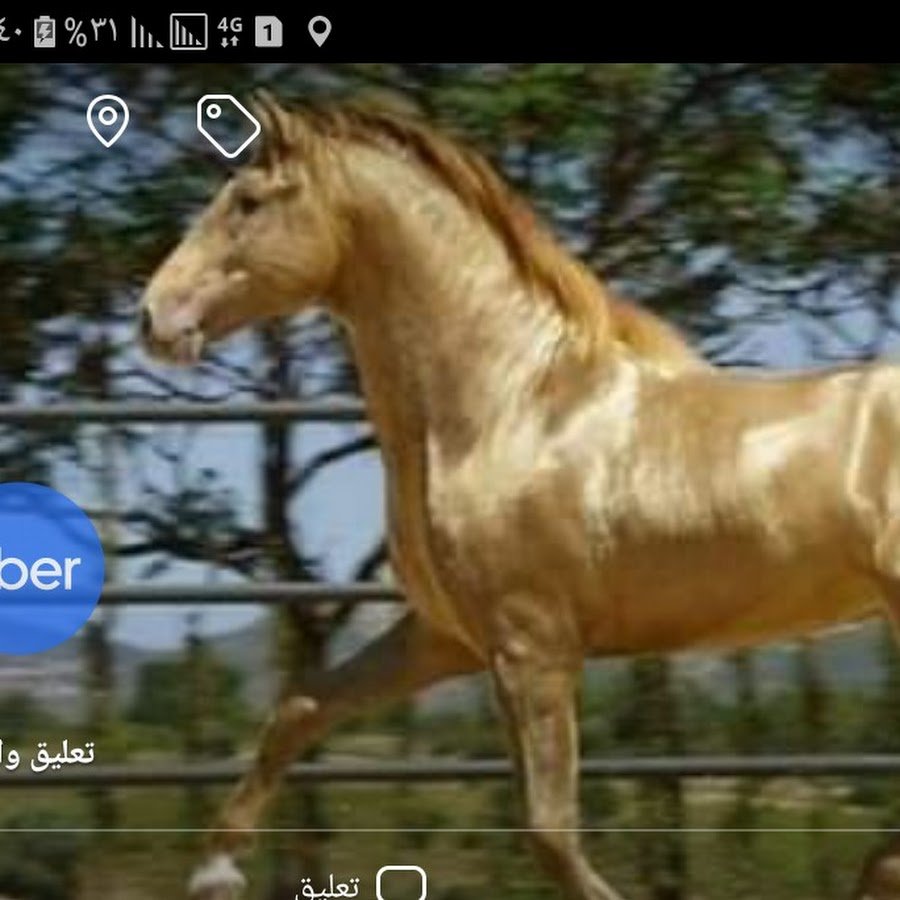 Серебристо-Буланая масть лошади