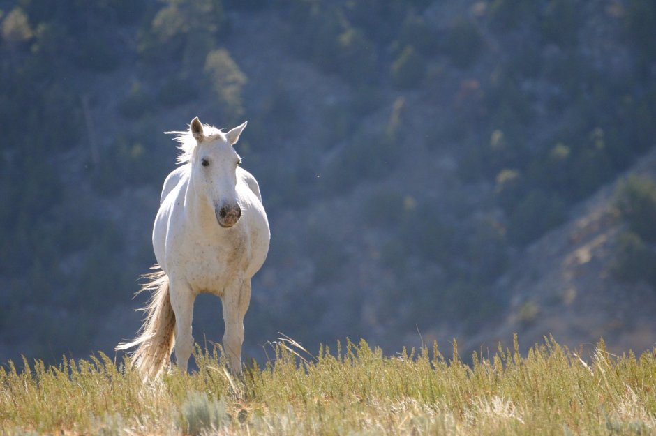 Белый Мустанг лошадь