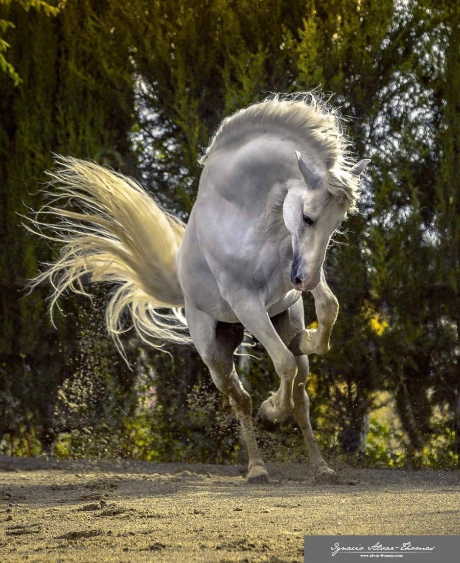 Лошадь с развевающейся гривой