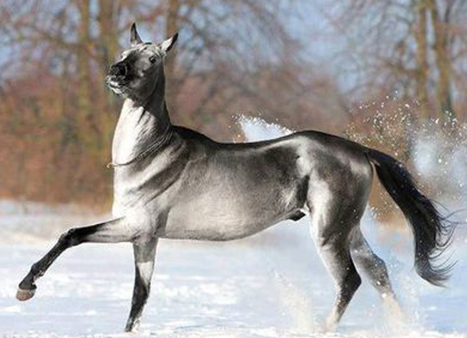 Серебряный конь мультсериал кадры