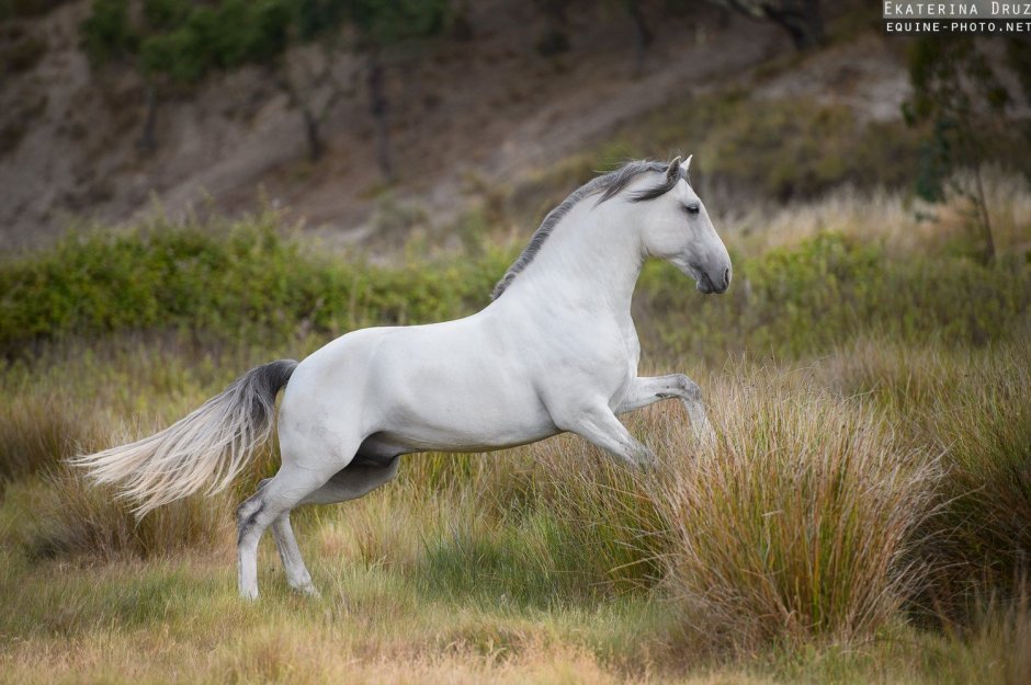 Лузитано белый