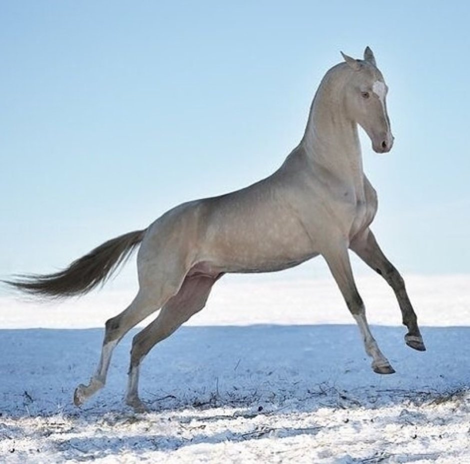 Ахалтекинец изабелловой масти