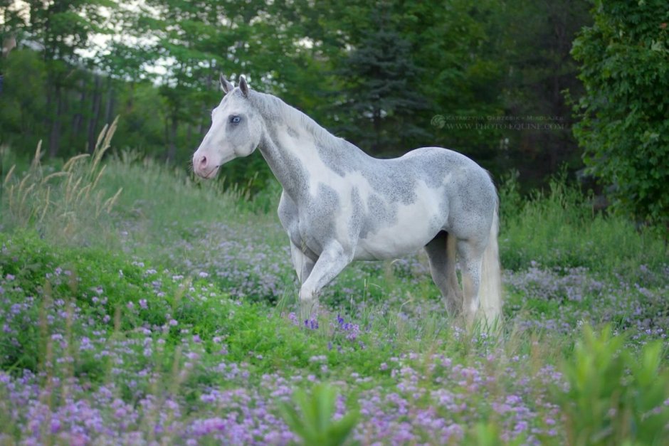 Конь на дыбах