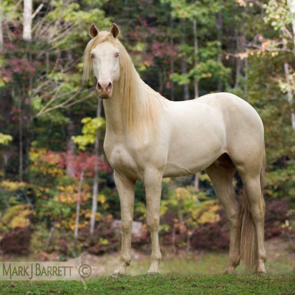 Белая лошадь зима