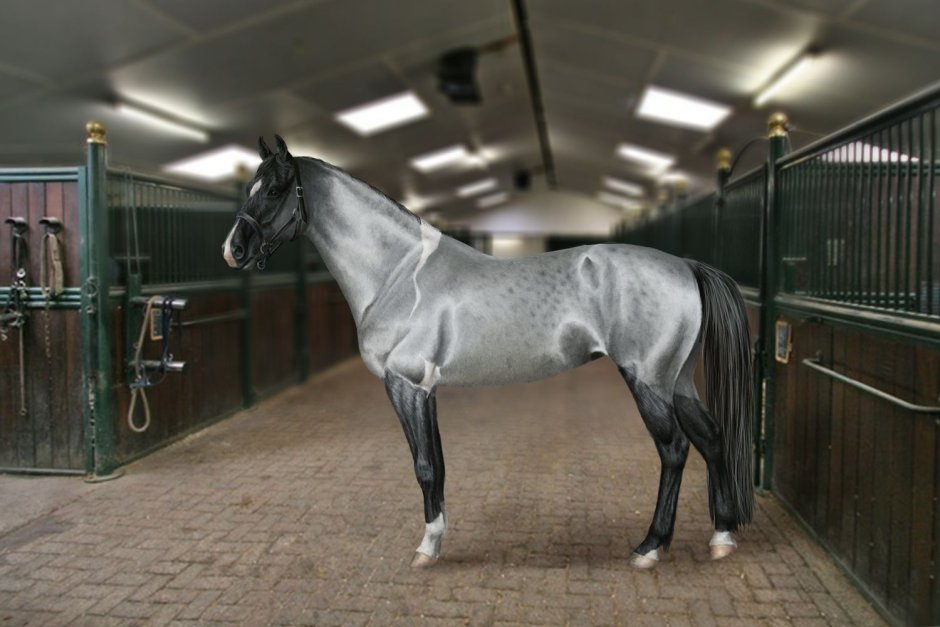 Раскраски спирит душа прерий 2