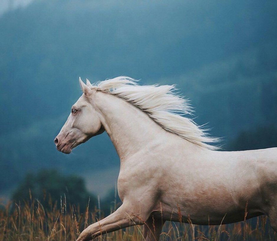 Ахалтекинская лошадь золотой масти
