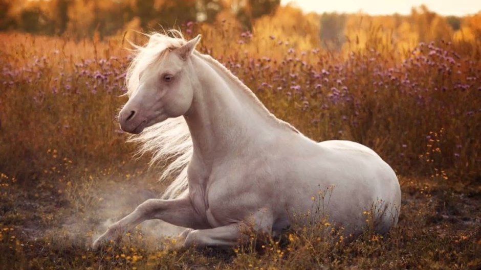 Спирит душа прерий 2 Гейст