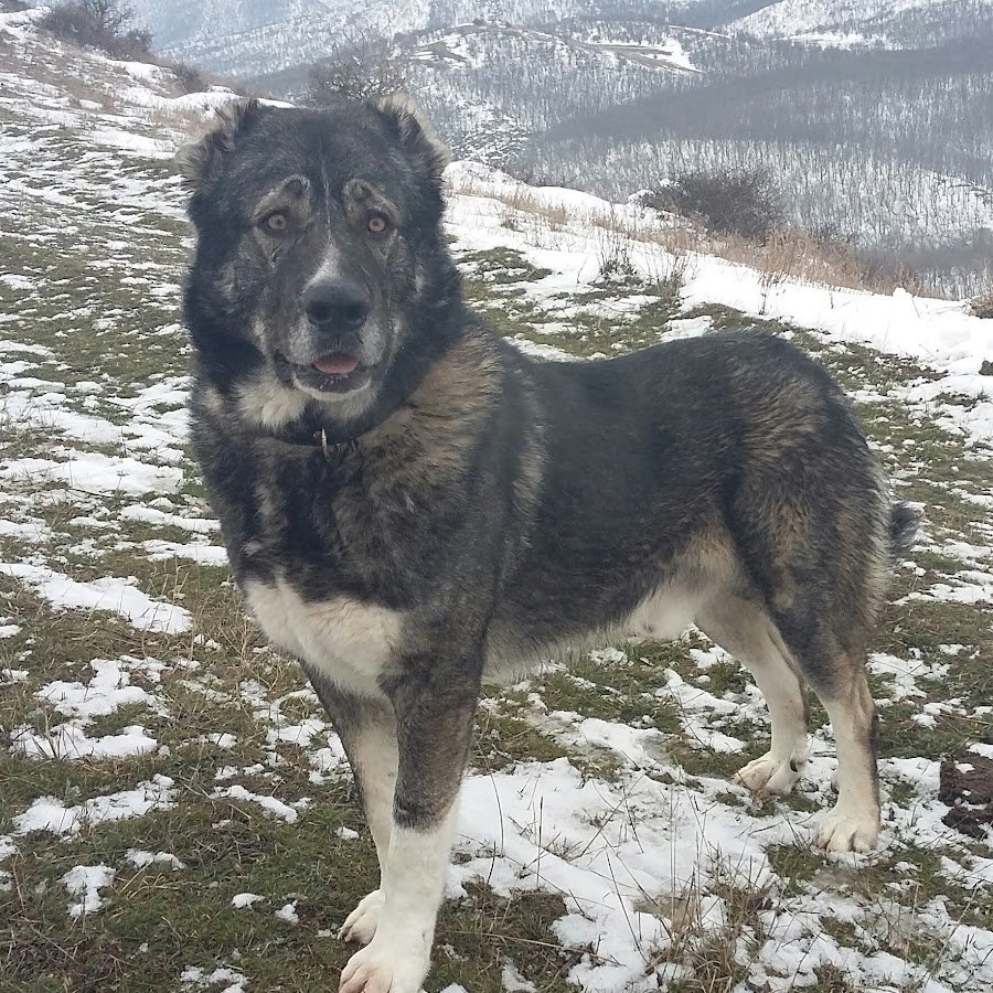 Северо кавказский волкодав