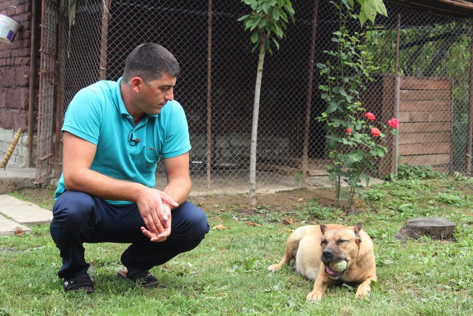 Порода собак в Осетии