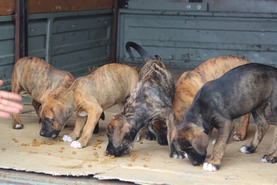 Осетинская собака Алан