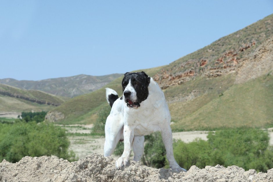 Туркменский алабай