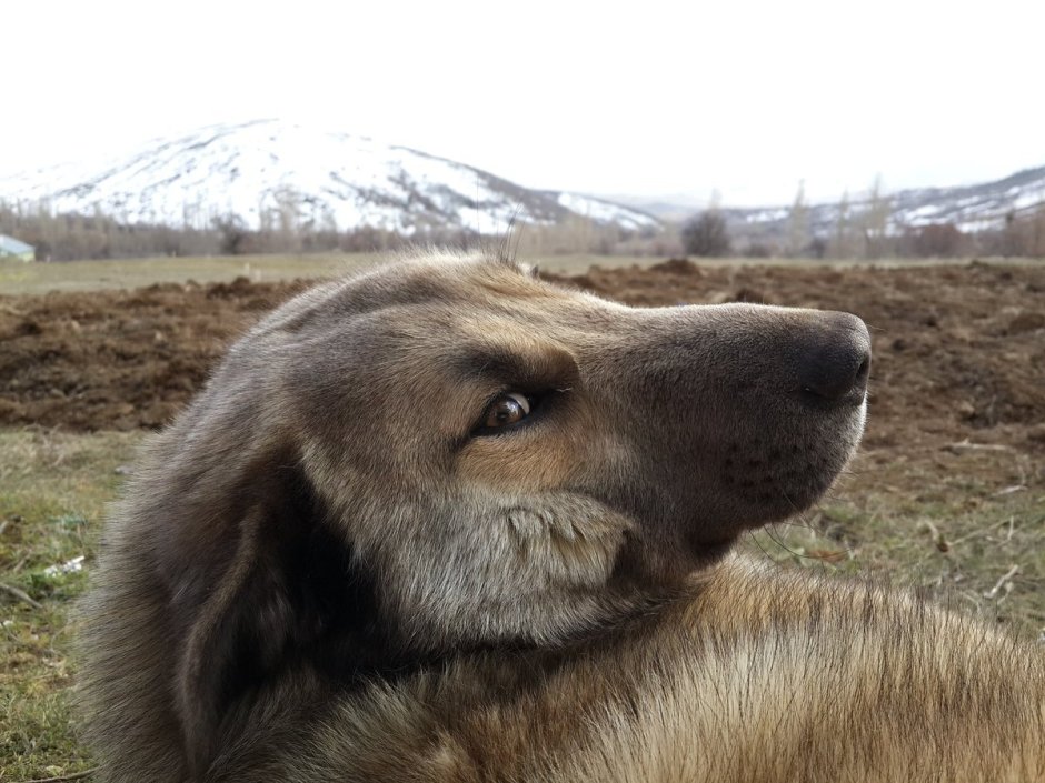 Порода осетинской овчарки