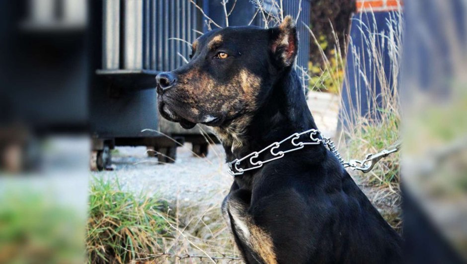 Аланская собака в Осетии