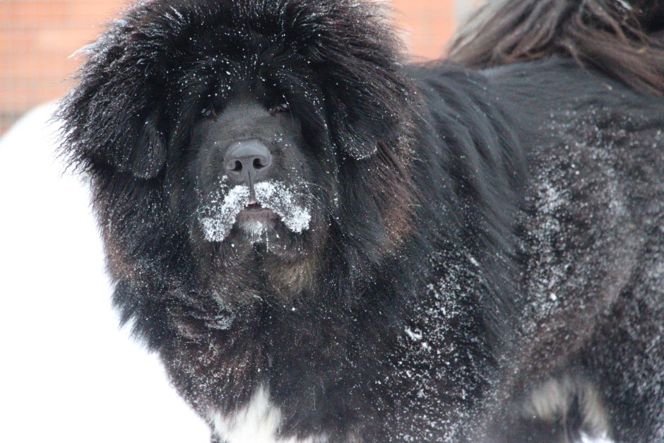 Питомник мастифов в Шабровском