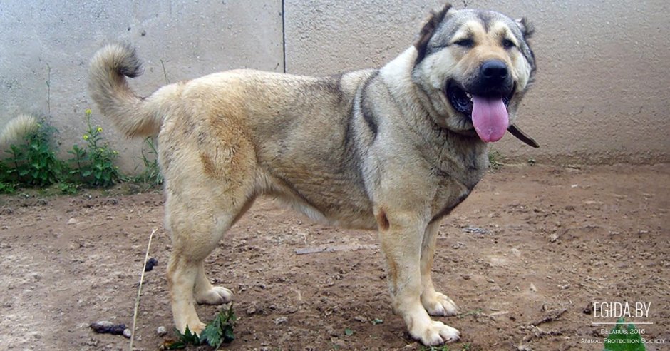 Собаки осетинский мастиф