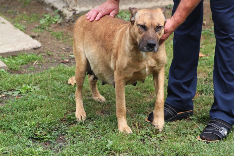 Осетинская собака Алан