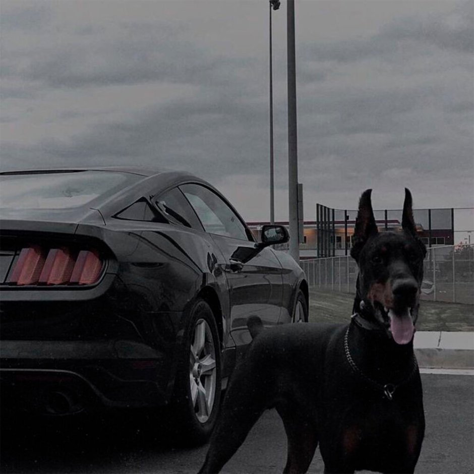 Доберман и Мерседес