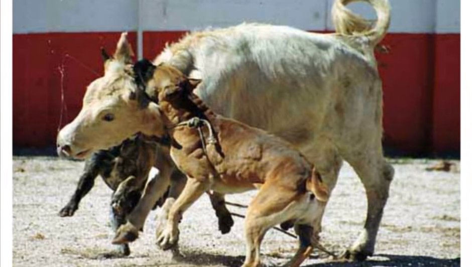 Осетинские пироги Владикавказ