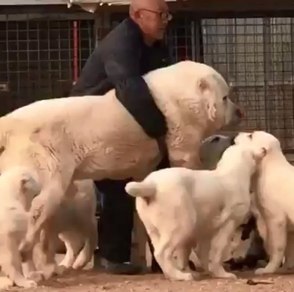 Королевский дог рост