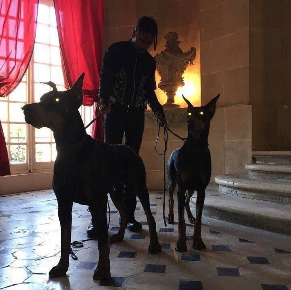 Доберман Эстетика