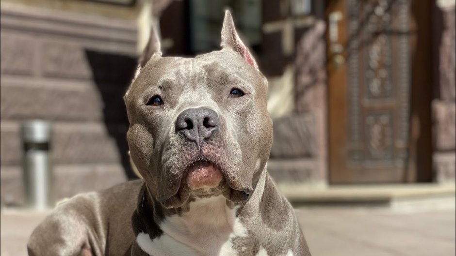 Свадьба в горах Казбеги