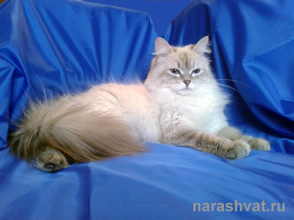 Невская Московская кошка