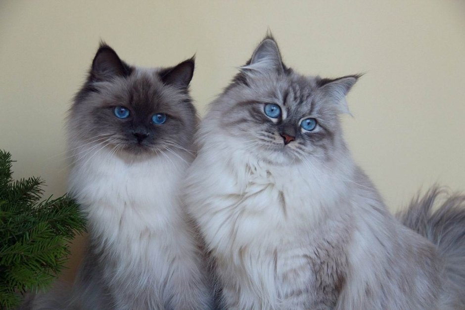 Рэгдолл и Невская маскарадная