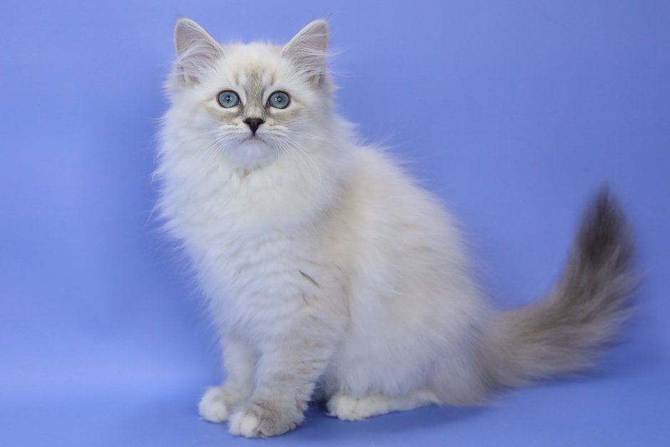 Кот Невский маскарадный Бализийский