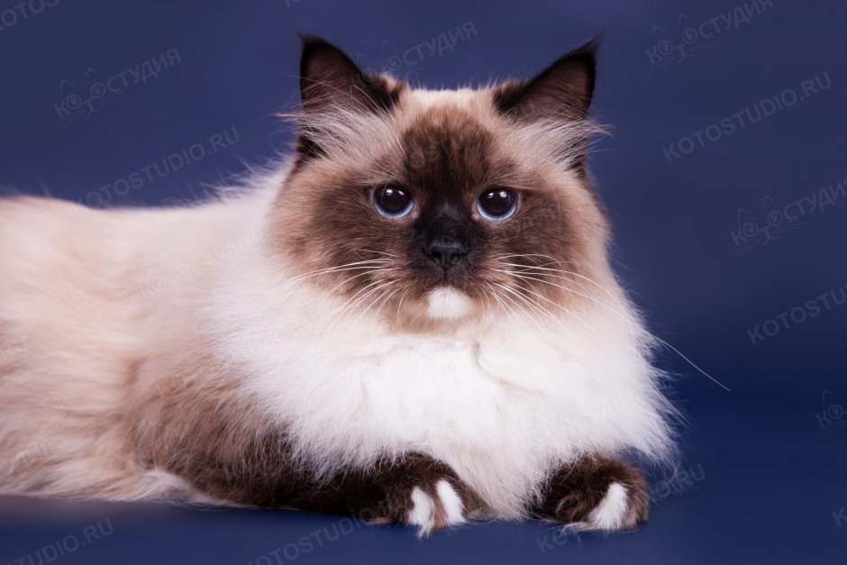 Невская маскарадная короткошерстная