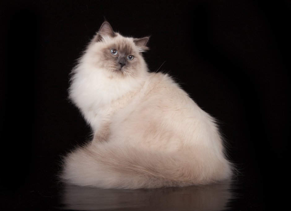 Клички для кошки Невской маскарадной