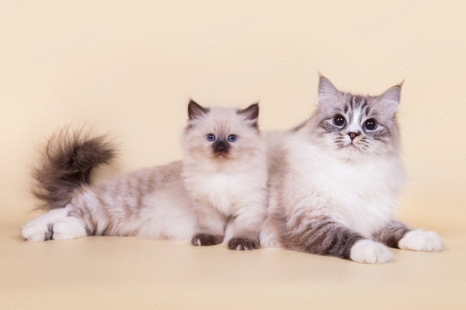 Невская маскарадная кошка серая