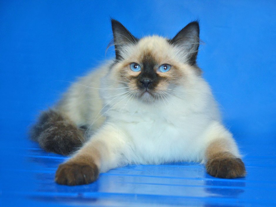 Сиамская Невская маскарадная