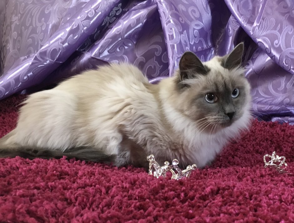 Невская маскарадная кошка черная