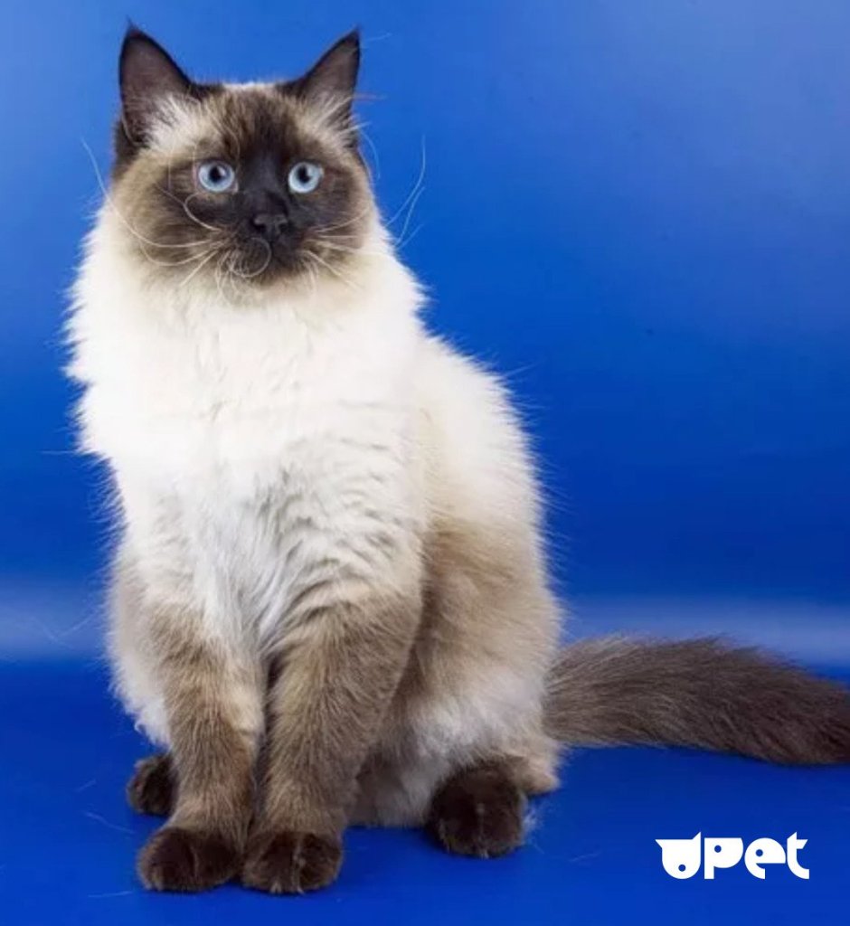 Невская маскарадная кот сил Пойнт