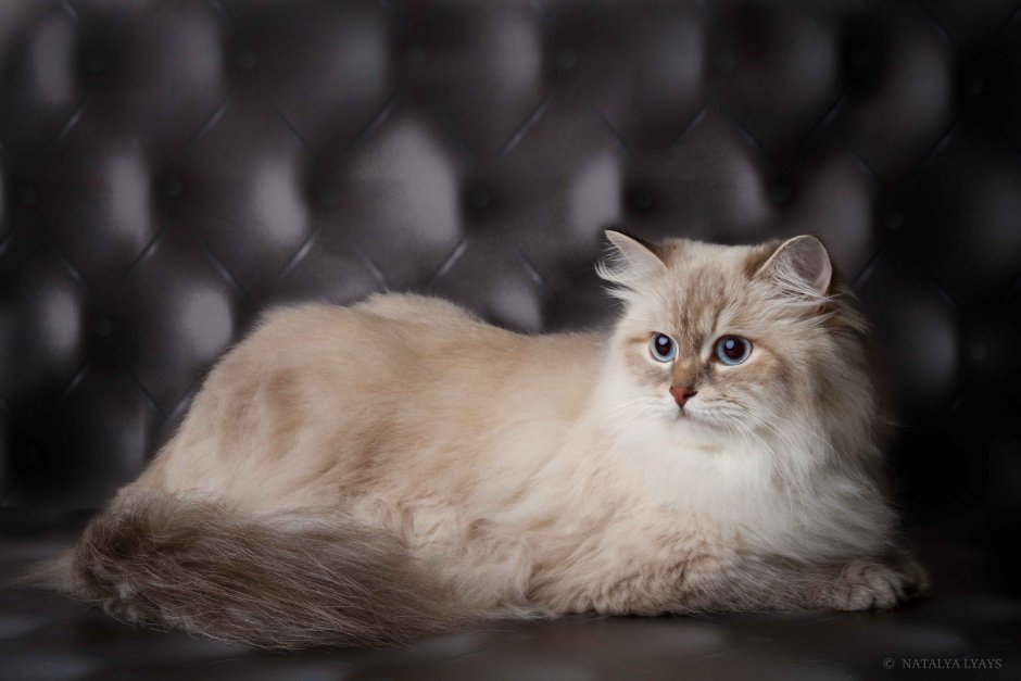 Невская маскарадная котята