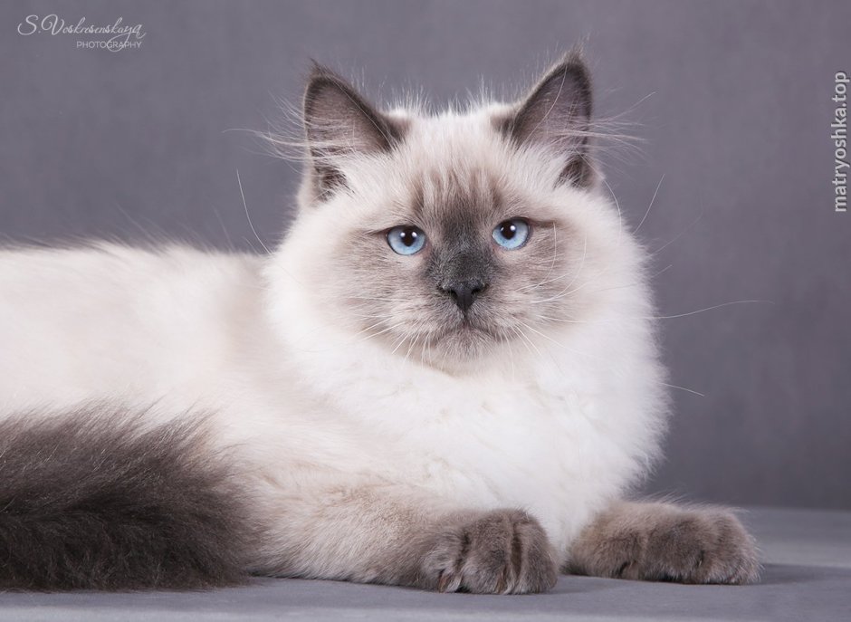 Манчкин Невская маскарадная