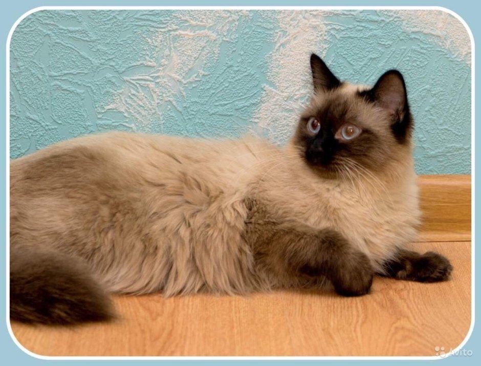 Сиамская Невская маскарадная