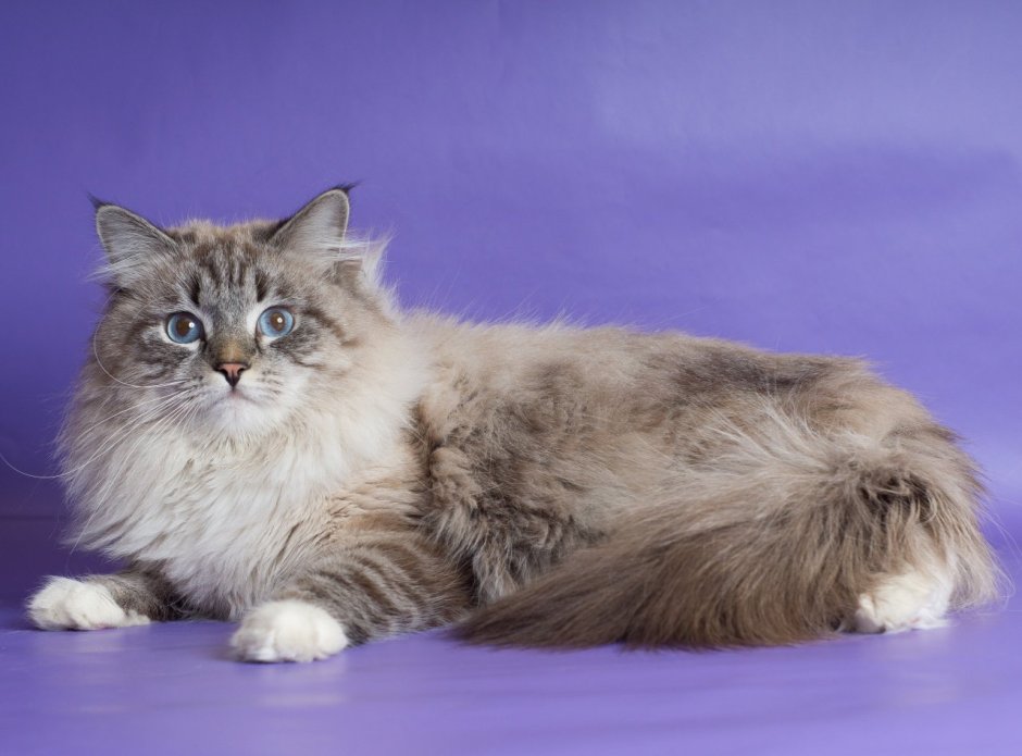 Сибирская питерская маскарадная кошка