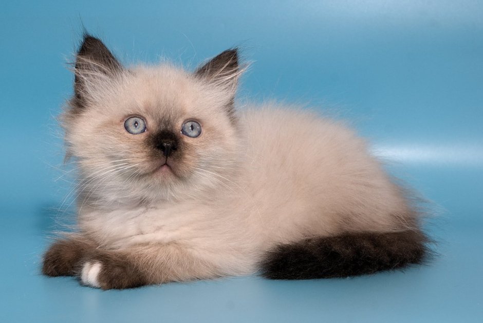 Невская маскарадная