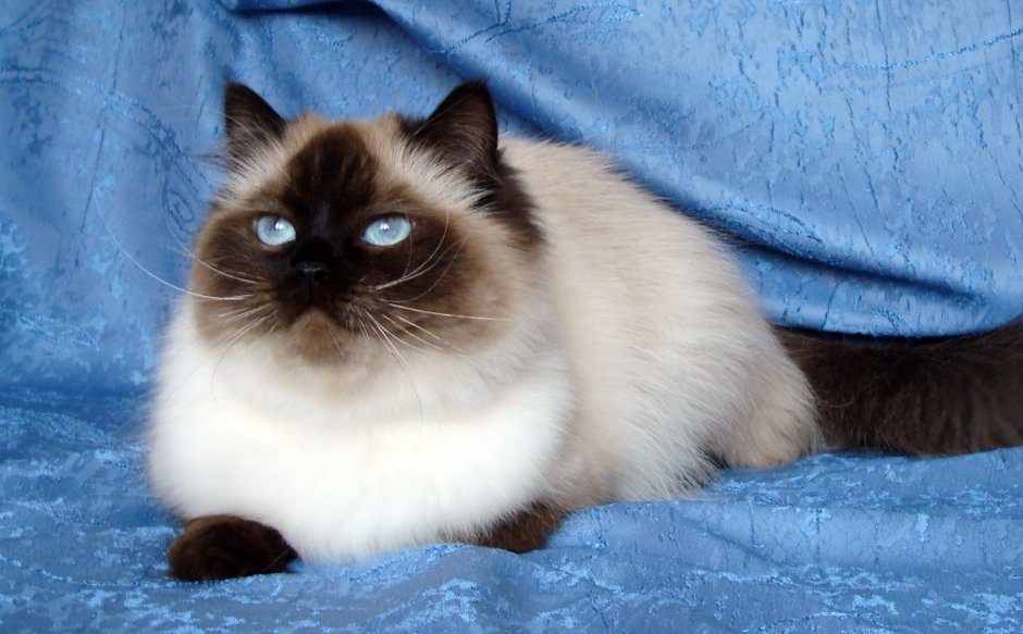 Невская маскарадная Блю Пойнт