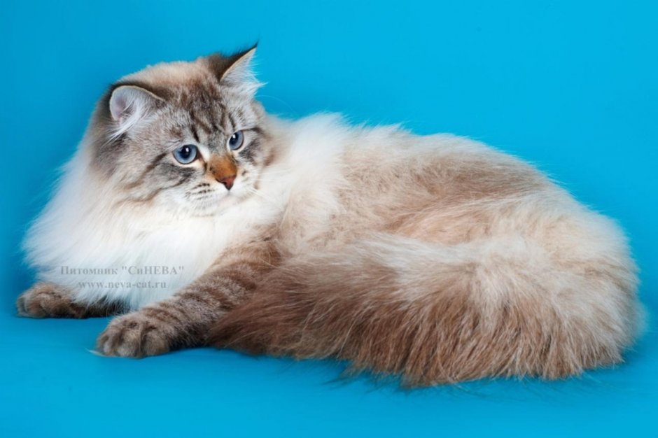 Невская маскарадная кошка