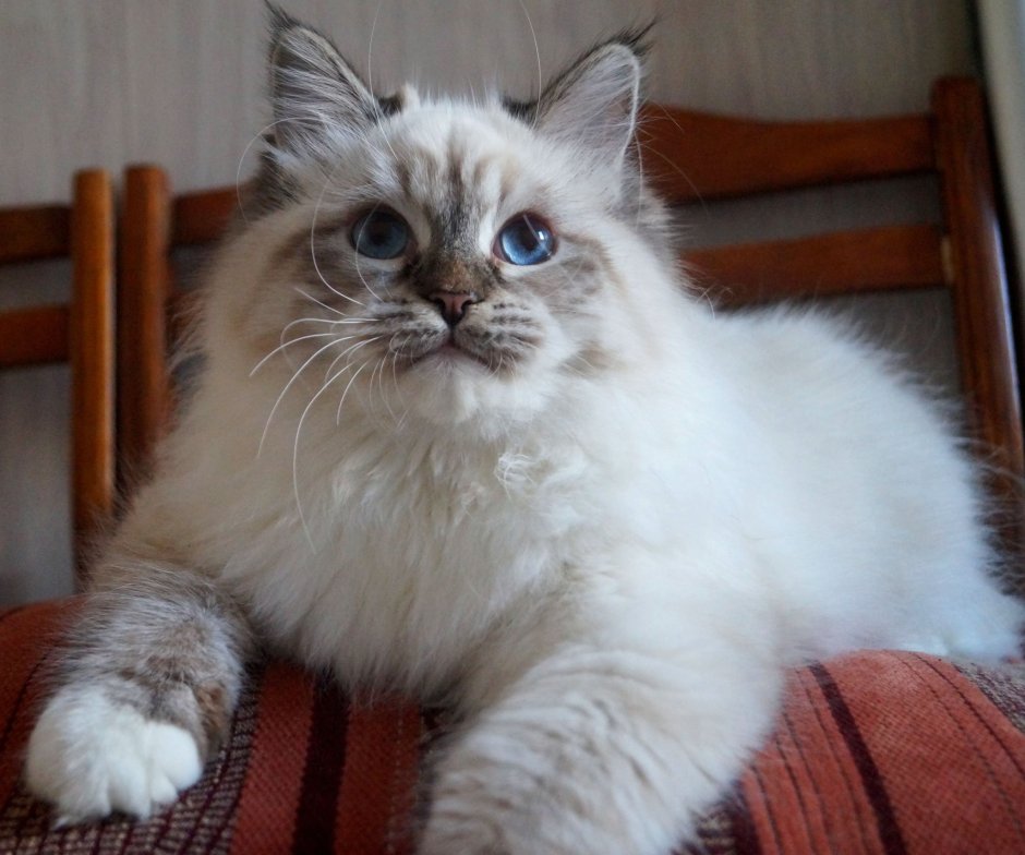 Невская маскарадная кошка с котятами