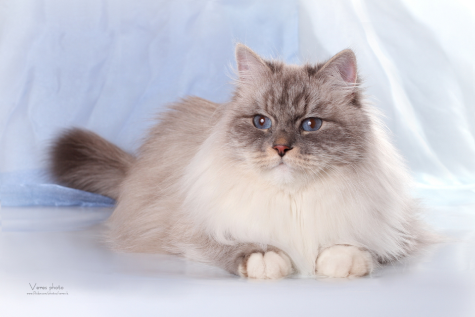 Коты Невская маскарадная